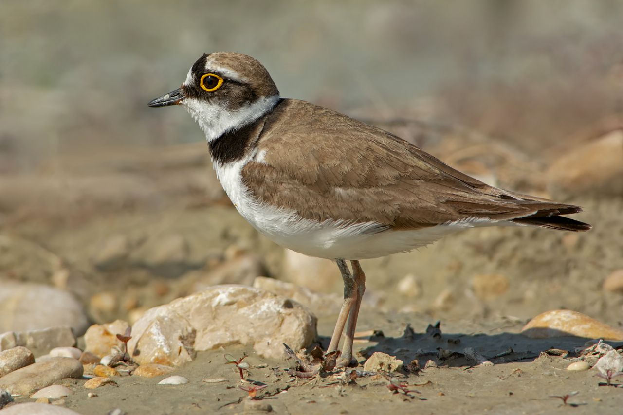 Corriere piccolo  (Charadrius dubius)